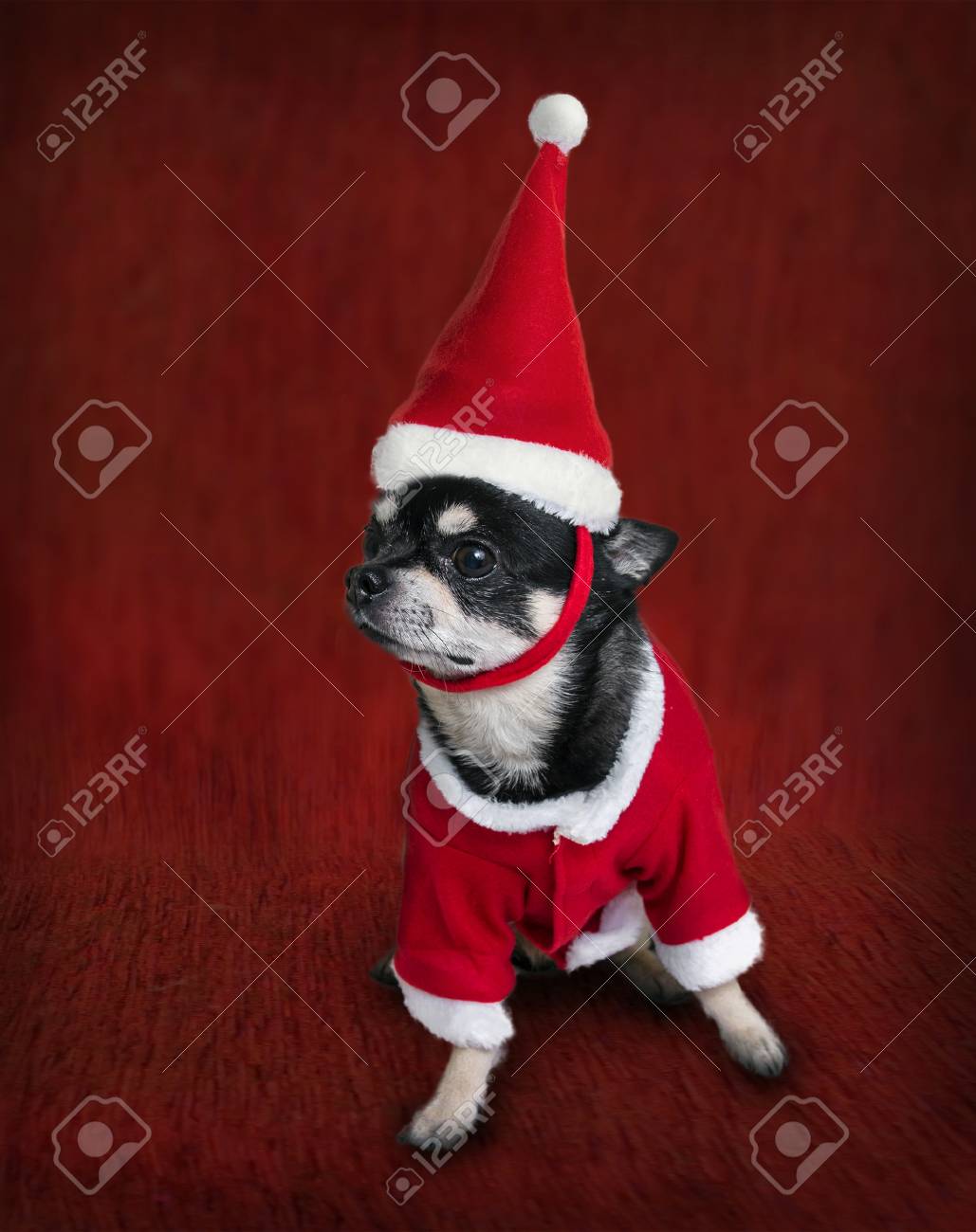 chihuahua elf costume