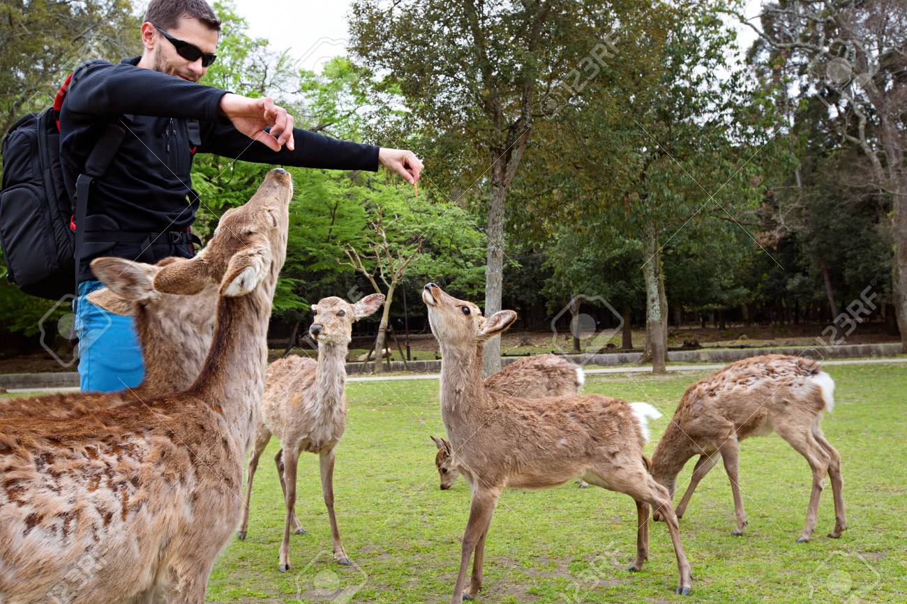奈良の公園で若い男観光餌鹿日本します の写真素材 画像素材 Image