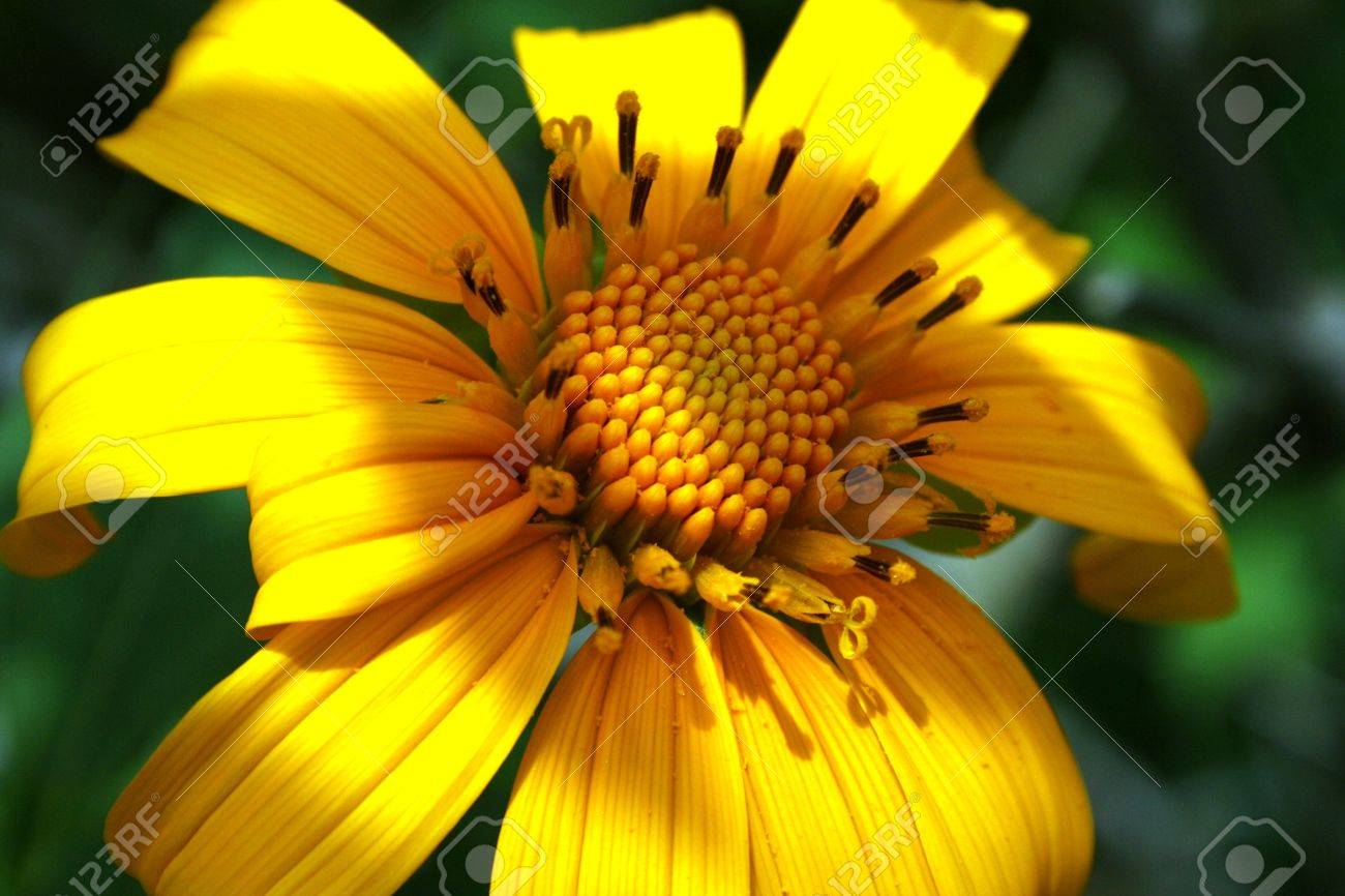 インドネシアの野生の山の明るい黄色の花 の写真素材 画像素材 Image
