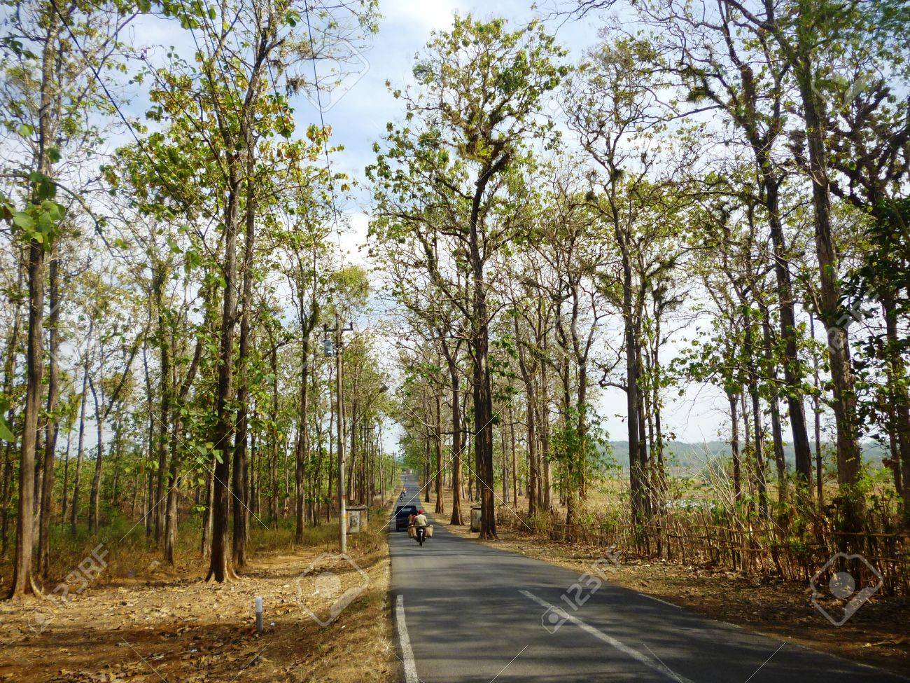 木材生産エリアの Todanan Blora インドネシアのチークの木 の写真素材 画像素材 Image