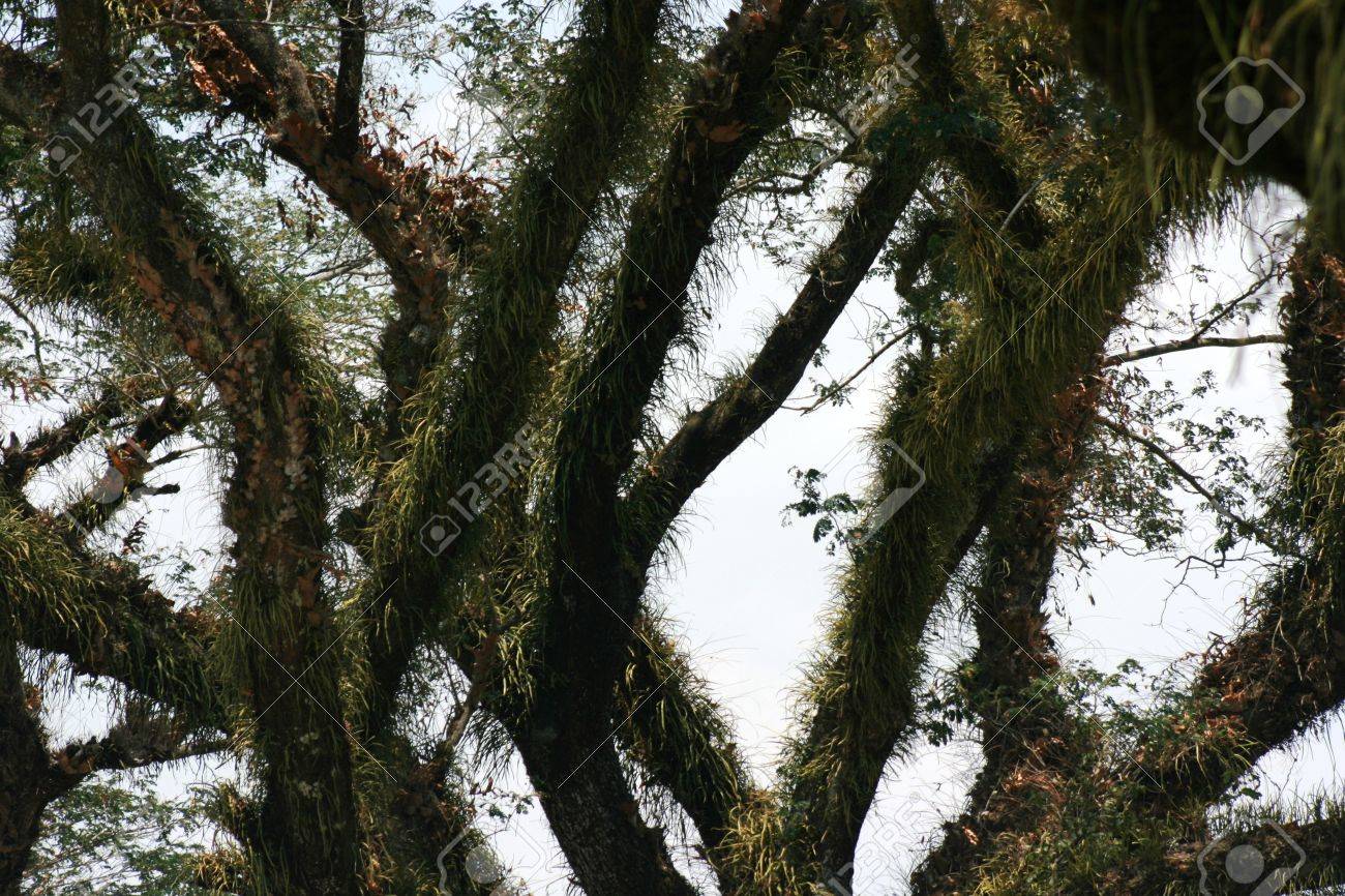 etiam-dictum-ipsum-a-felis