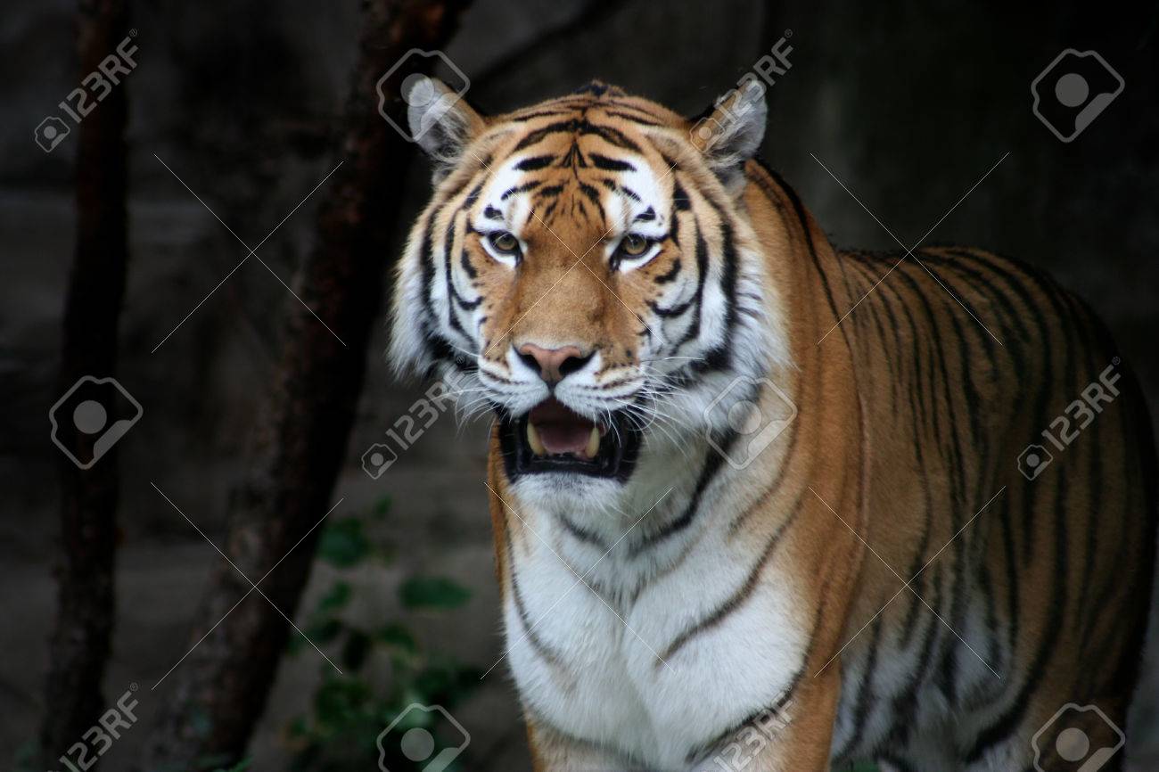 etiam-dictum-ipsum-a-felis