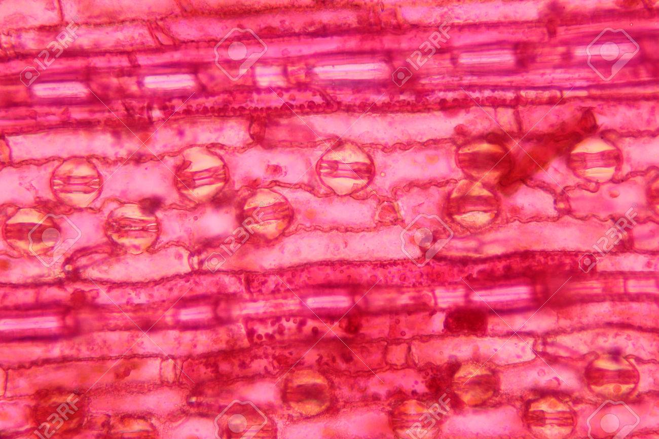 Surface De La Cellule Vegetale De La Feuille Au Microscope Optique Banque D Images Et Photos Libres De Droits Image Surface De La Cellule Vegetale De La Feuille Au Microscope Optique Banque D Images Et Photos Libres De Droits Image