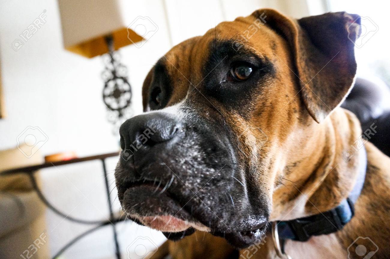 long nose boxer dog