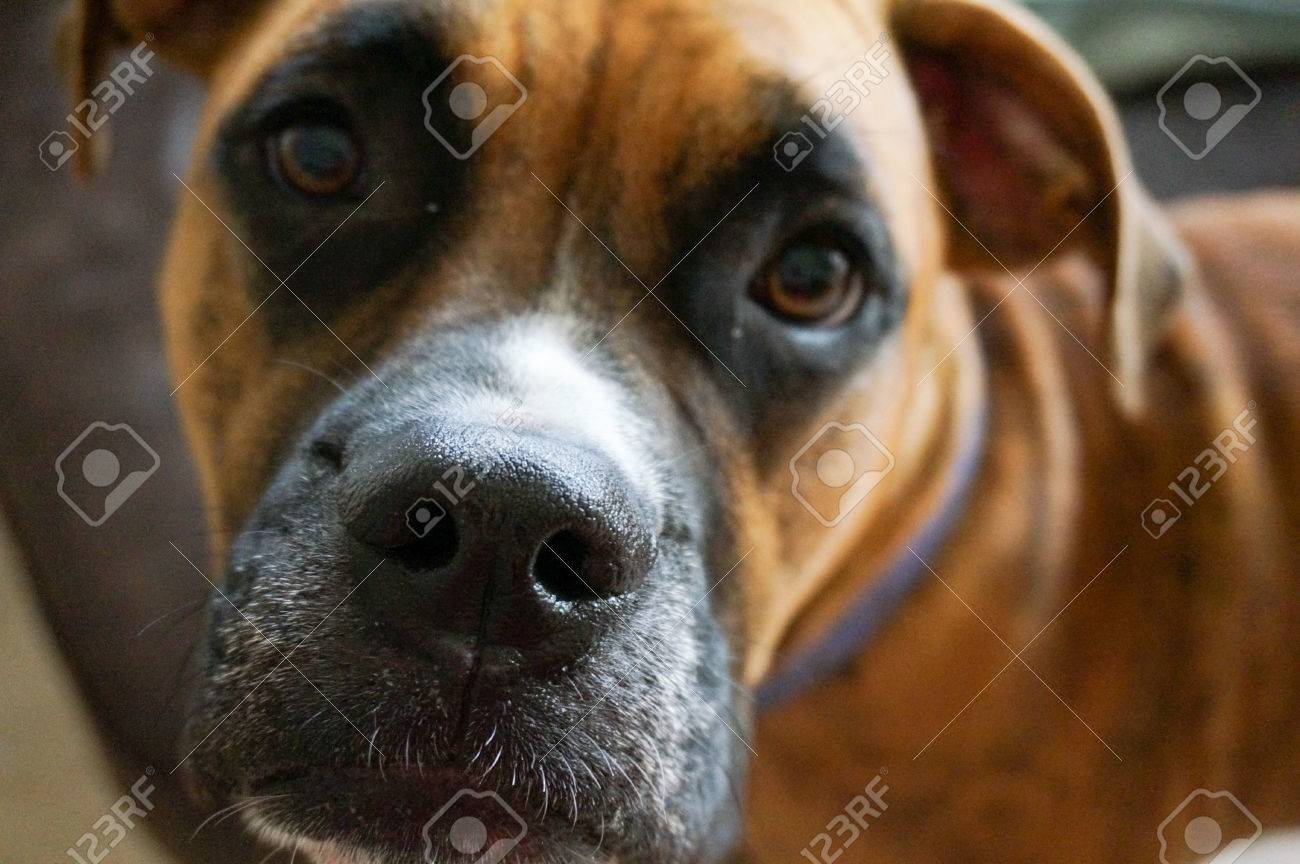 Chien Boxer Avec Le Nez Blanc Et Taches Bringées Regarde La Caméra