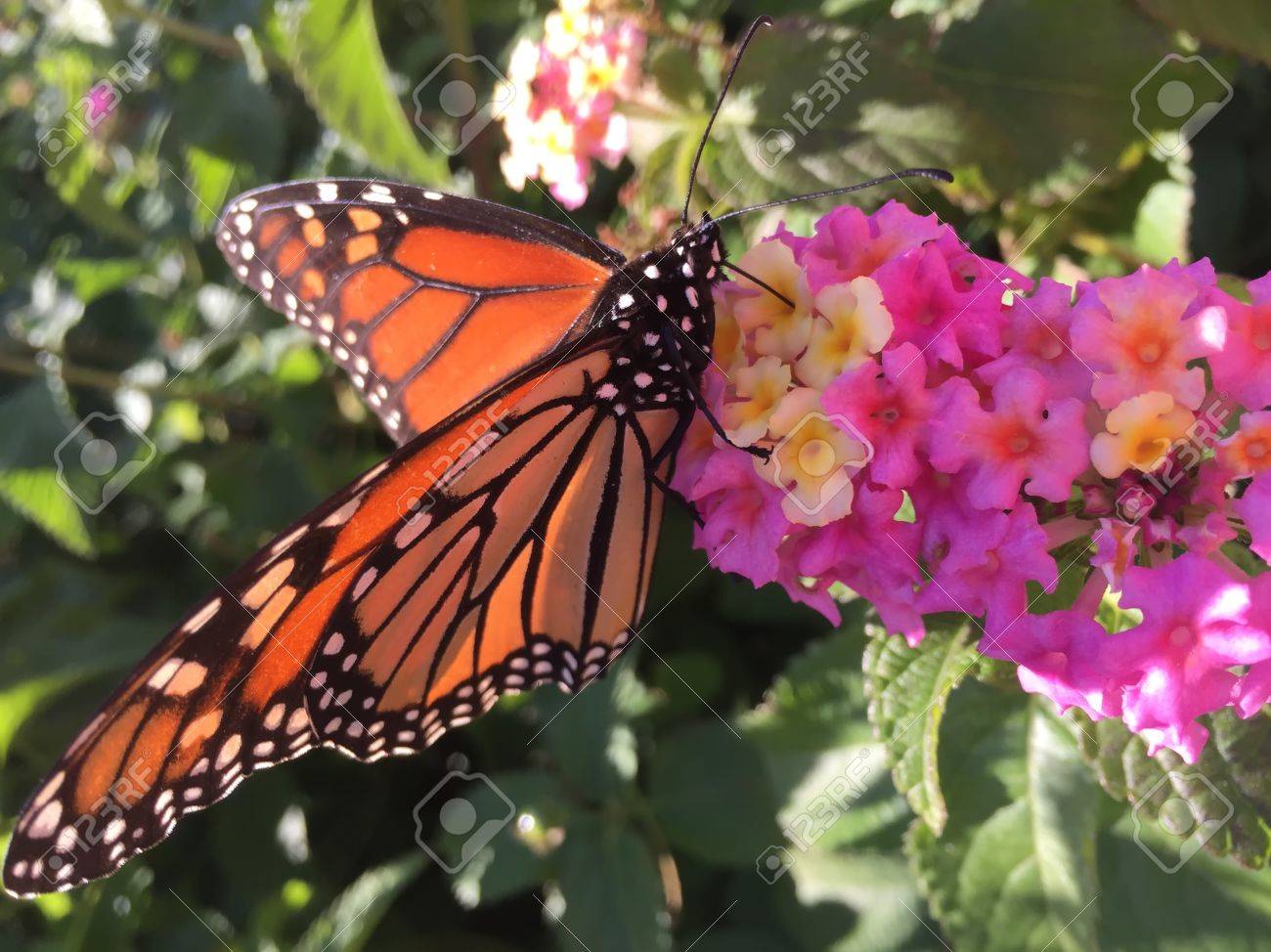 Orange Schwarz Und Weiss Schmetterling Auf Rosa Bluten Lizenzfreie Fotos Bilder Und Stock Fotografie Image 65326152