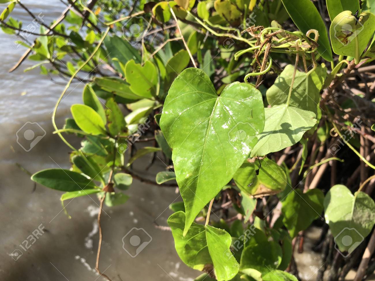 島の浜辺のつるにハート型の葉 の写真素材 画像素材 Image