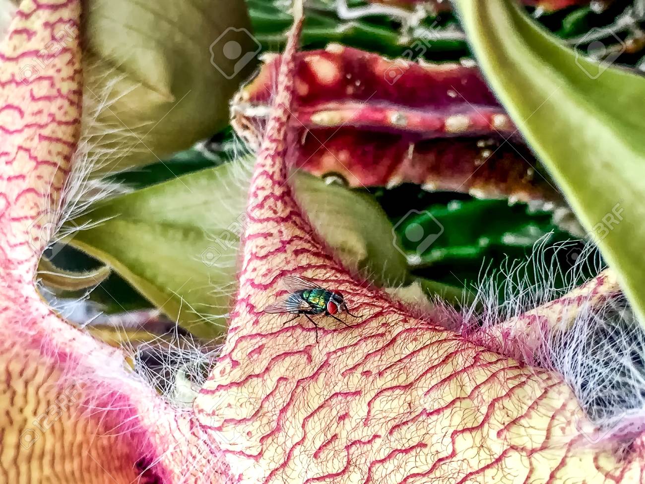 ピンクのキャリオンの花 死体の花 と虫 の写真素材 画像素材 Image ピンクのキャリオンの花 死体の花 と虫 の写真素材 画像素材 Image