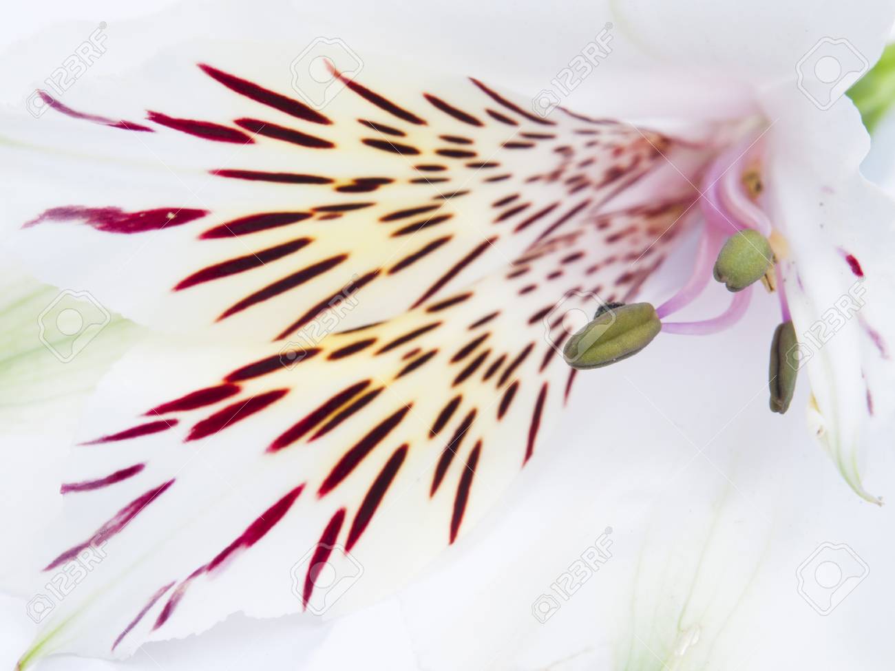 etiam-dictum-ipsum-a-felis