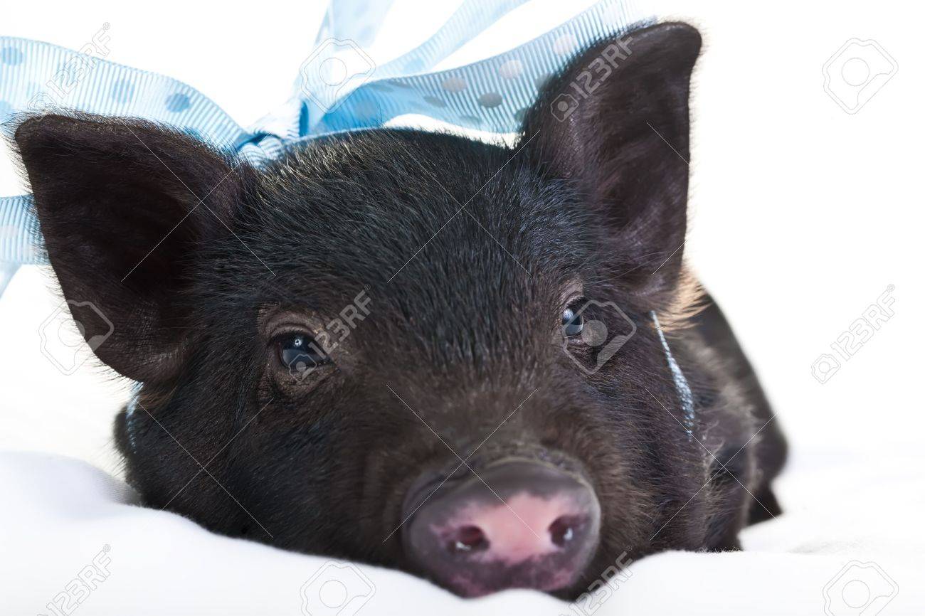 Lonely Black Piggy Lying Down With A Blou Polka Dot Ribbon. Stock Photo Picture and Royalty Free Image. Image 6544158