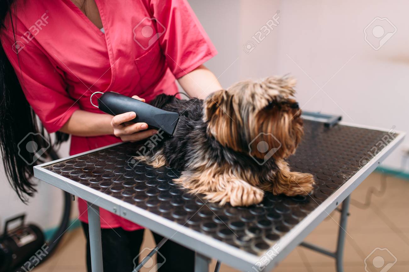 dog haircut machine