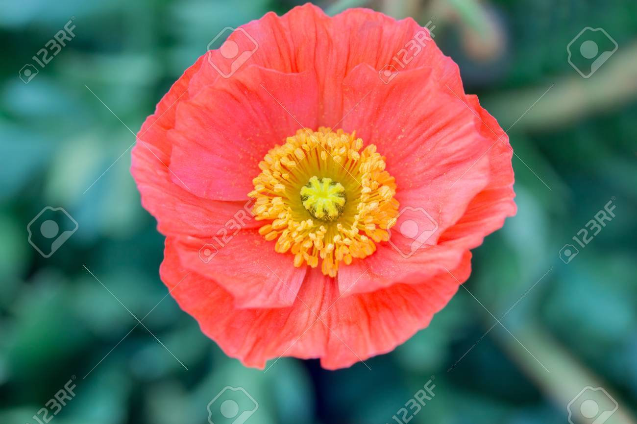 Close Up Of A Red Iceland Poppy Flower(Scientific Name Papaver Nudicaule)  Stock Photo, Picture and Royalty Free Image. Image 57046876., image size:1300x866