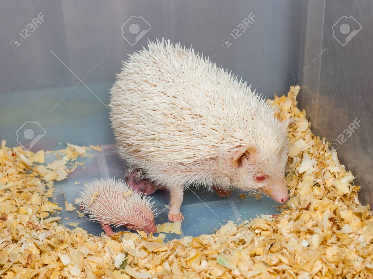 プラスチック製のバケツ Atelerix 前頭 の赤ちゃんと白いハリネズミ の写真素材 画像素材 Image プラスチック製のバケツ Atelerix 前頭 の赤ちゃんと白いハリネズミ の写真素材 画像素材 Image