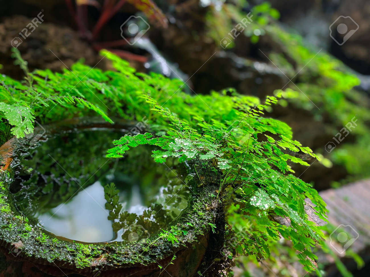 水鉢孔雀絵柄模様金魚鉢メダカ鉢水瓶火鉢骨董壺