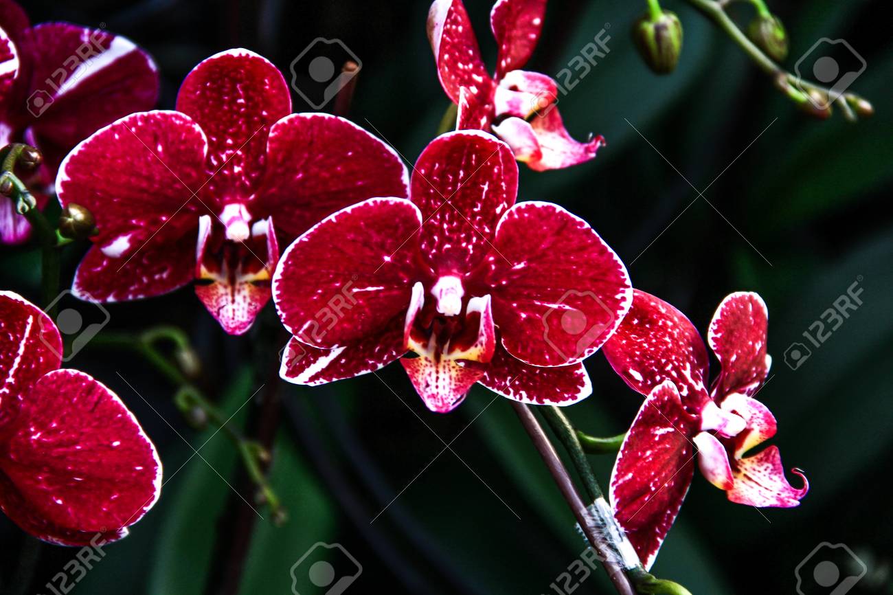 etiam-dictum-ipsum-a-felis