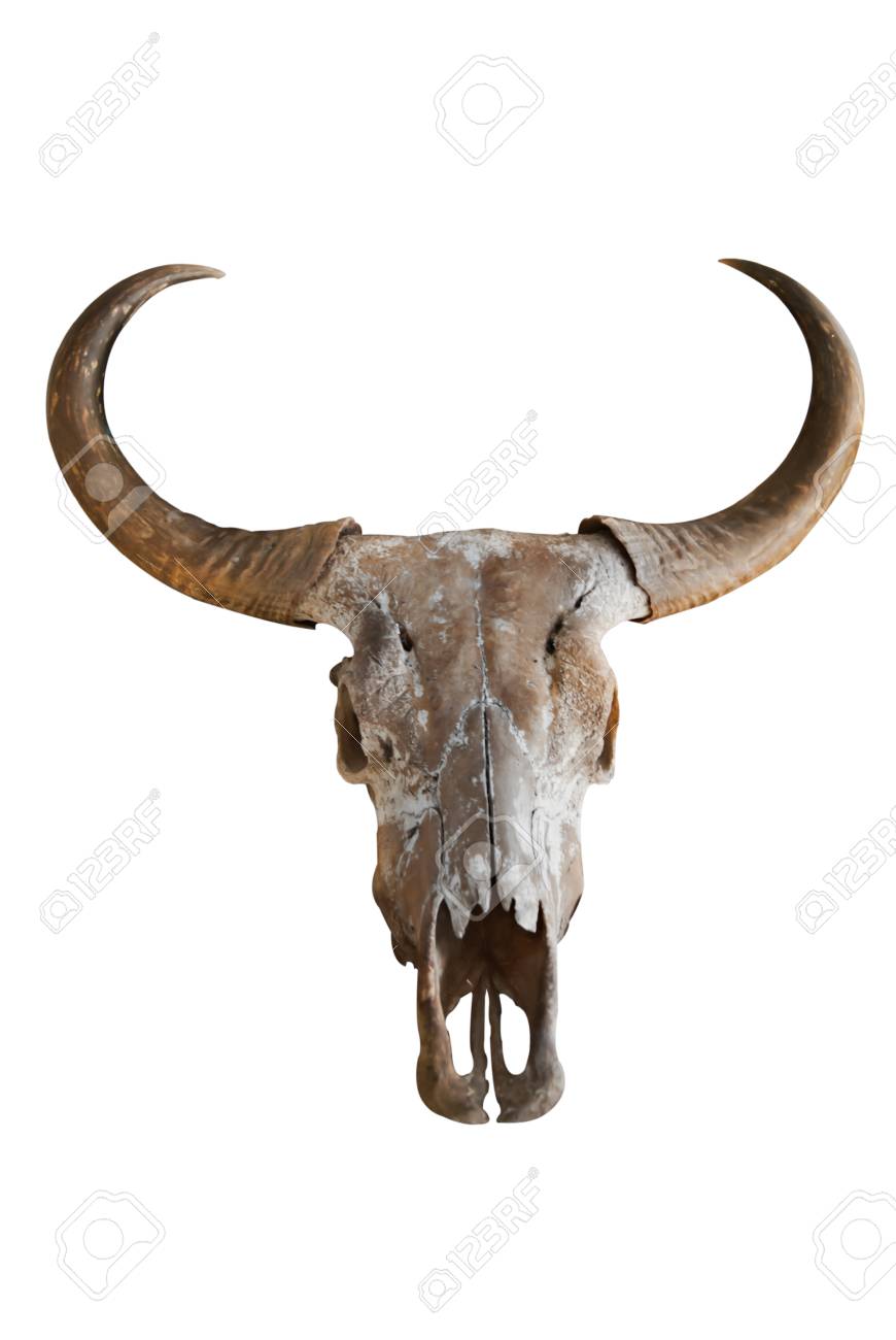 水牛の角 牛 ツノ 開運