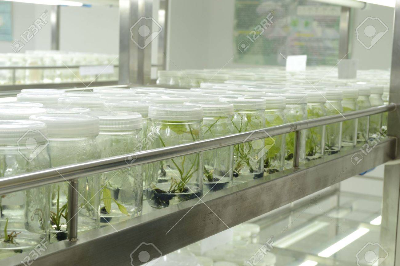 experiment of plant tissue culture in the laboratory - 15122287 experiment of plant tissue culture in the laboratory - 15122287