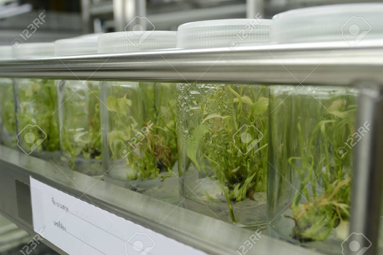 experiment of plant tissue culture in the laboratory - 15122292 experiment of plant tissue culture in the laboratory - 15122292