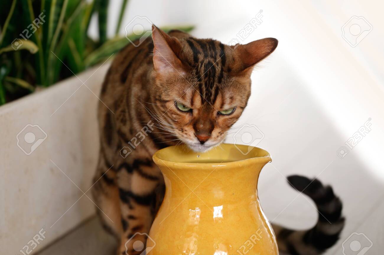 cat water jug