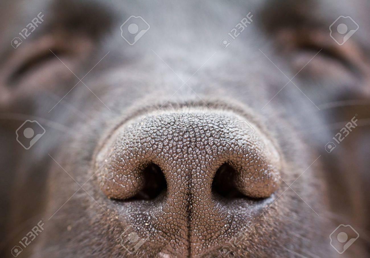 chocolate lab nose