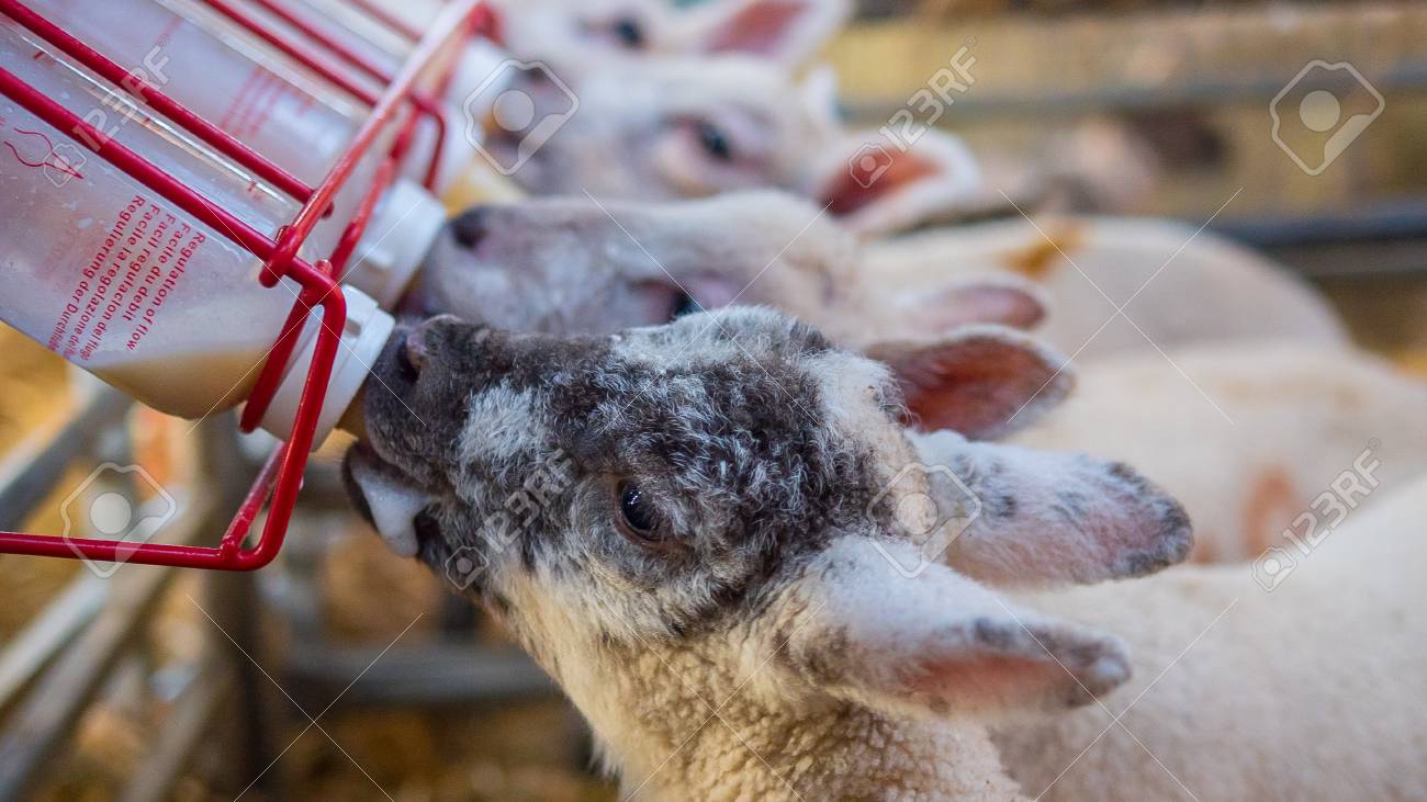 baby lambs who lost their mothers being bottle fed - 76983873 baby lambs who lost their mothers being bottle fed - 76983873
