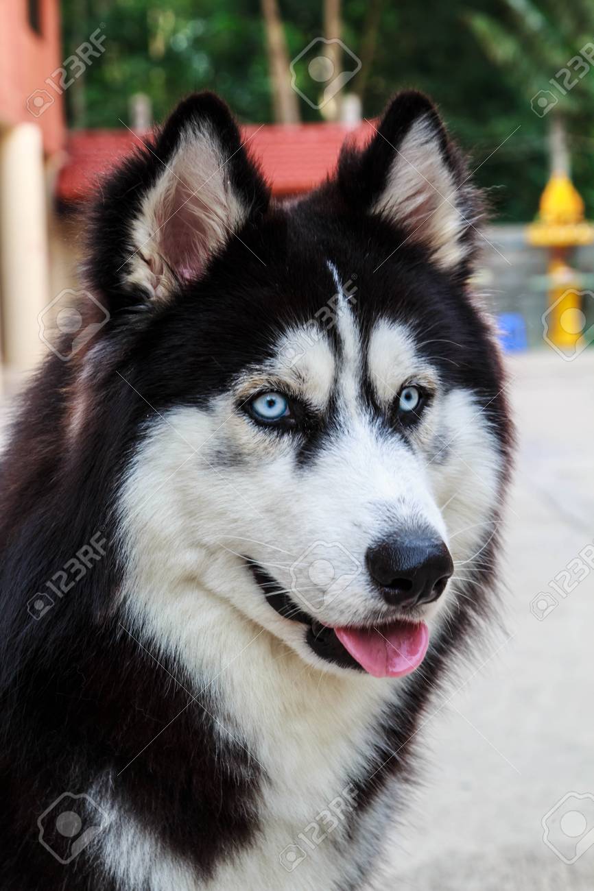 Hunde Susse Haustiere Pflege Der Familie Zu Nehmen Lizenzfreie Fotos Bilder Und Stock Fotografie Image