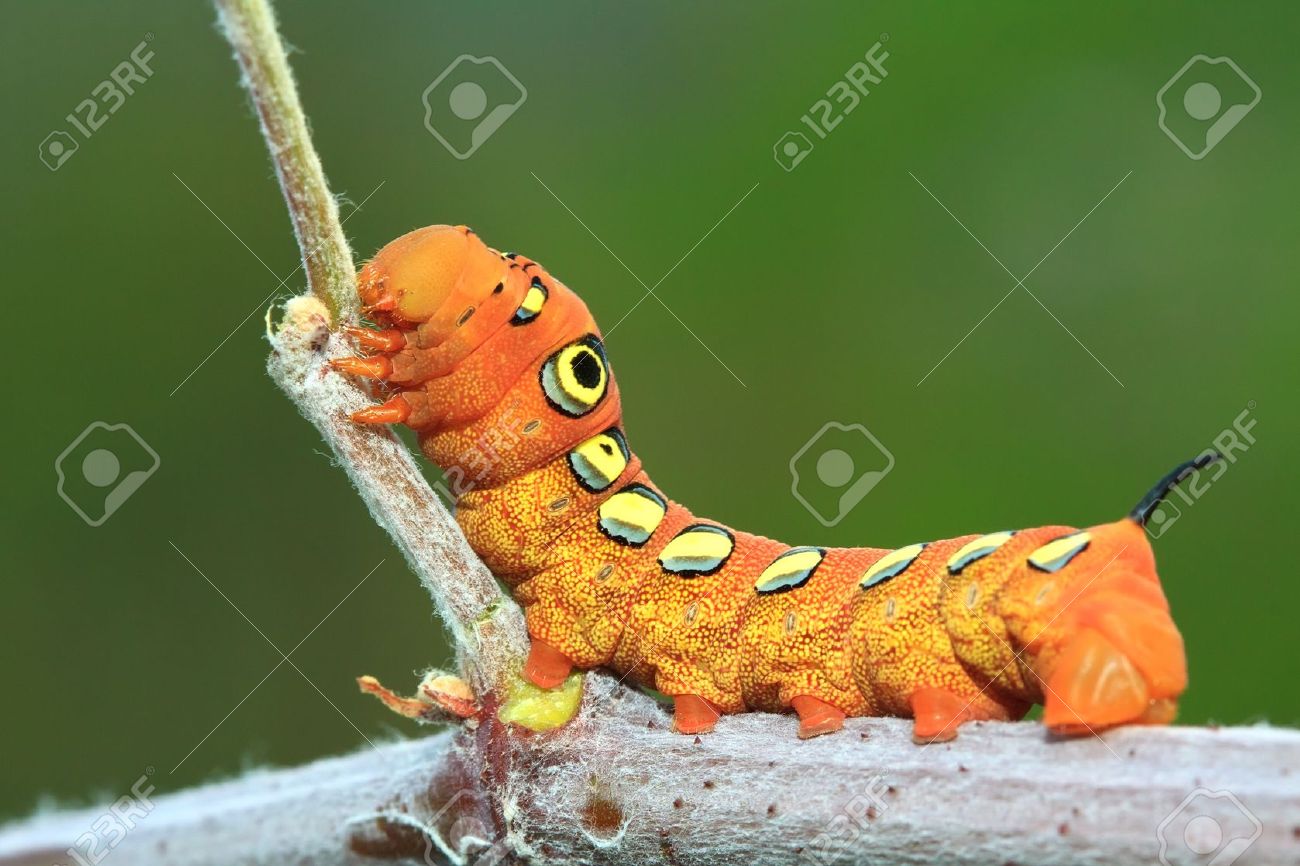 the orange caterpillars stock