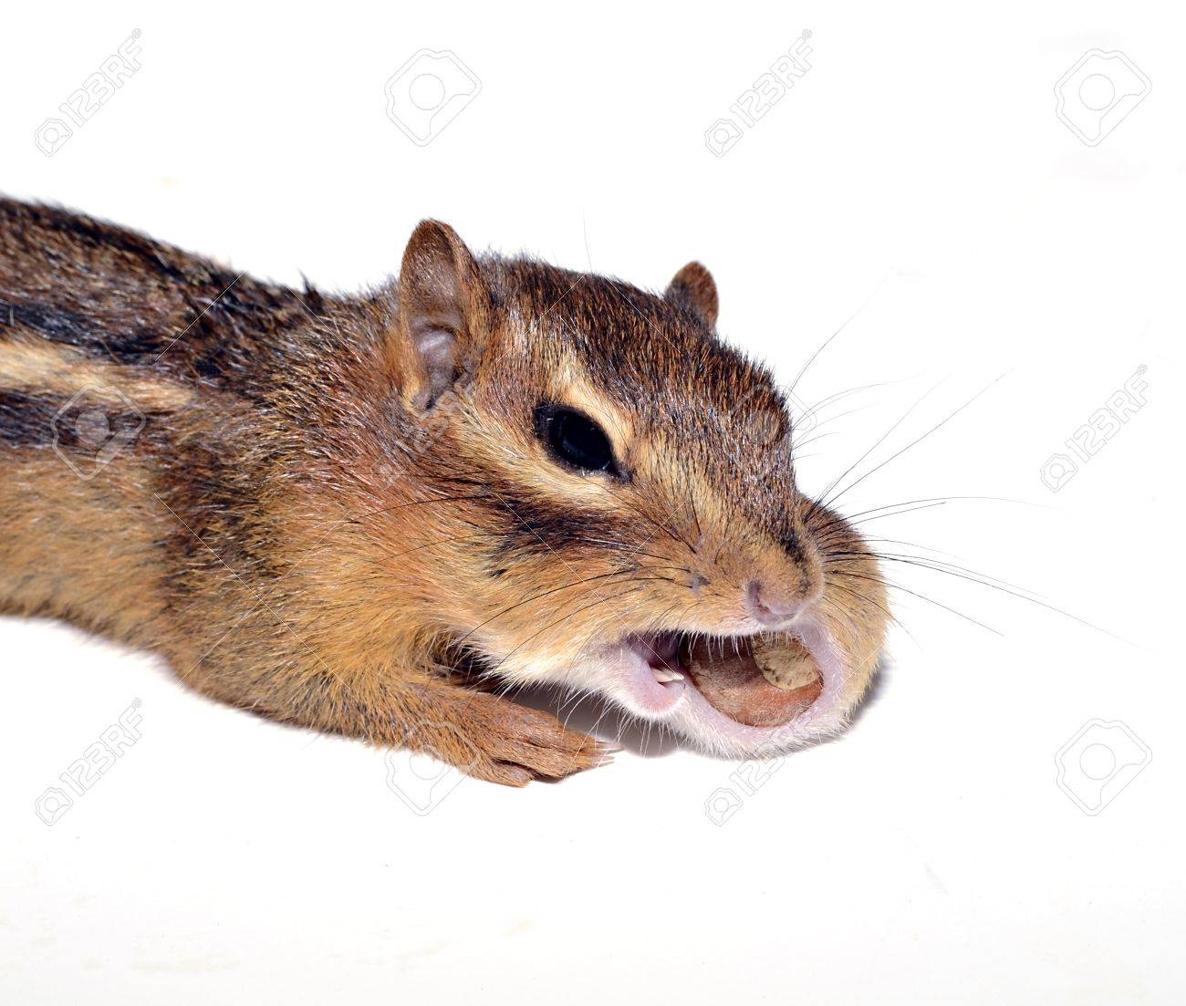 etiam-dictum-ipsum-a-felis