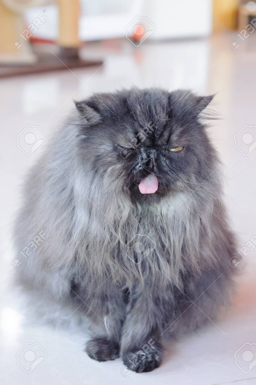 タイのかわいいペルシャ黒猫 の写真素材 画像素材 Image タイのかわいいペルシャ黒猫 の写真素材 画像素材 Image