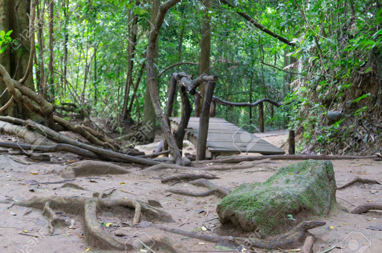 森の散歩道 の写真素材 画像素材 Image 森の散歩道 の写真素材 画像素材 Image