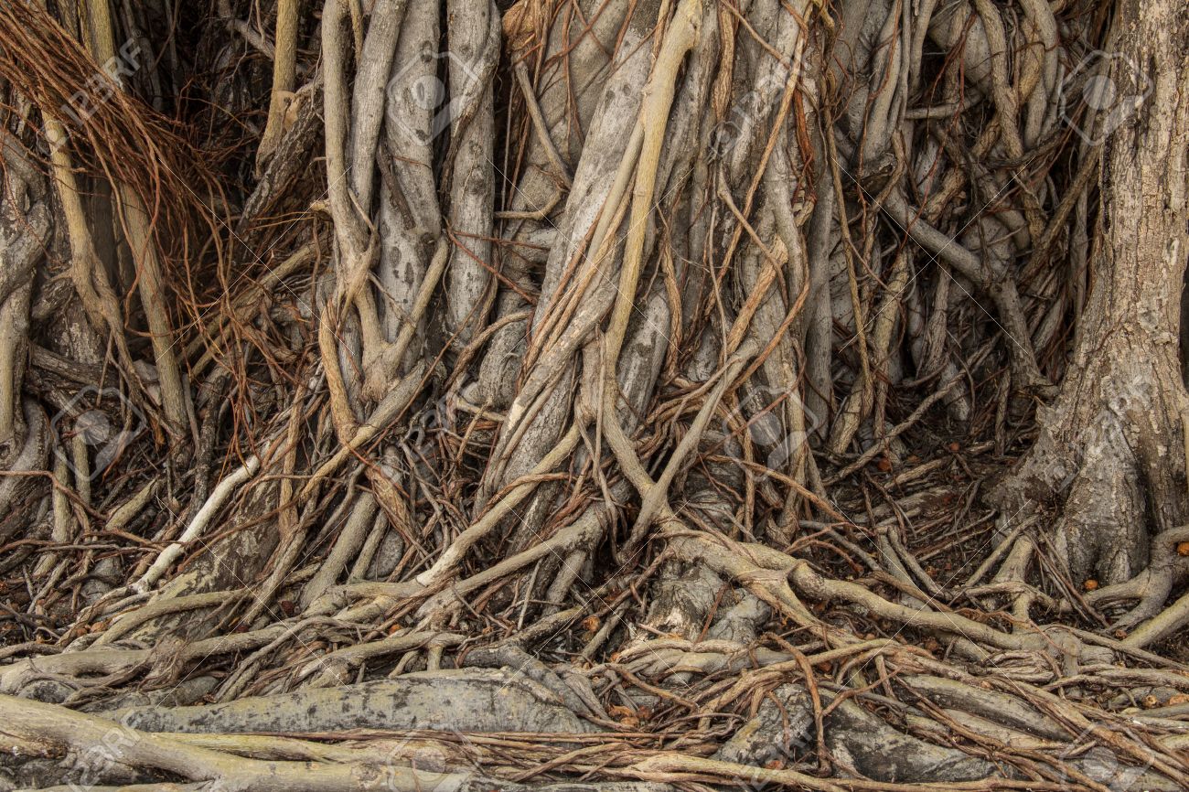 Close Up Of Banyan Tree Roots The Temple Of The Emerald Buddha Wat Phrasrirattana Sasadaram Wat Phra Kaeo Bangkok Thailand Stock Photo Picture And Royalty Free Image Image 14572482
