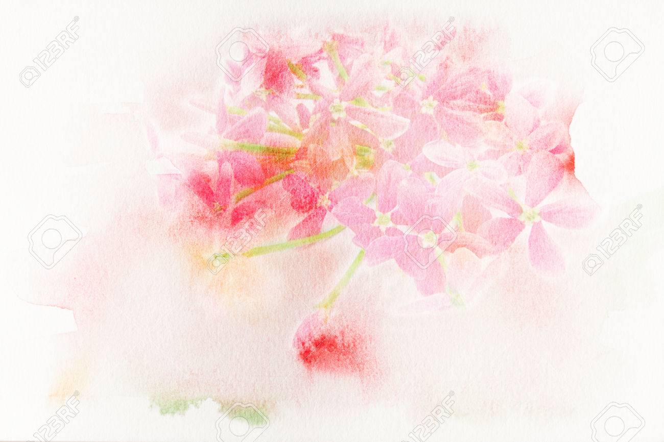 花ピンクの花ラングーン クリーパーの抽象的な水彩イラスト。水彩画紙