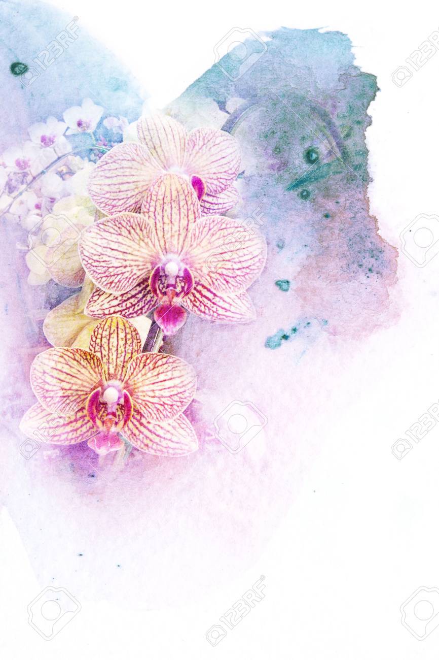 花胡蝶蘭の抽象的な水彩イラスト。水彩画紙に。花の水彩イラスト