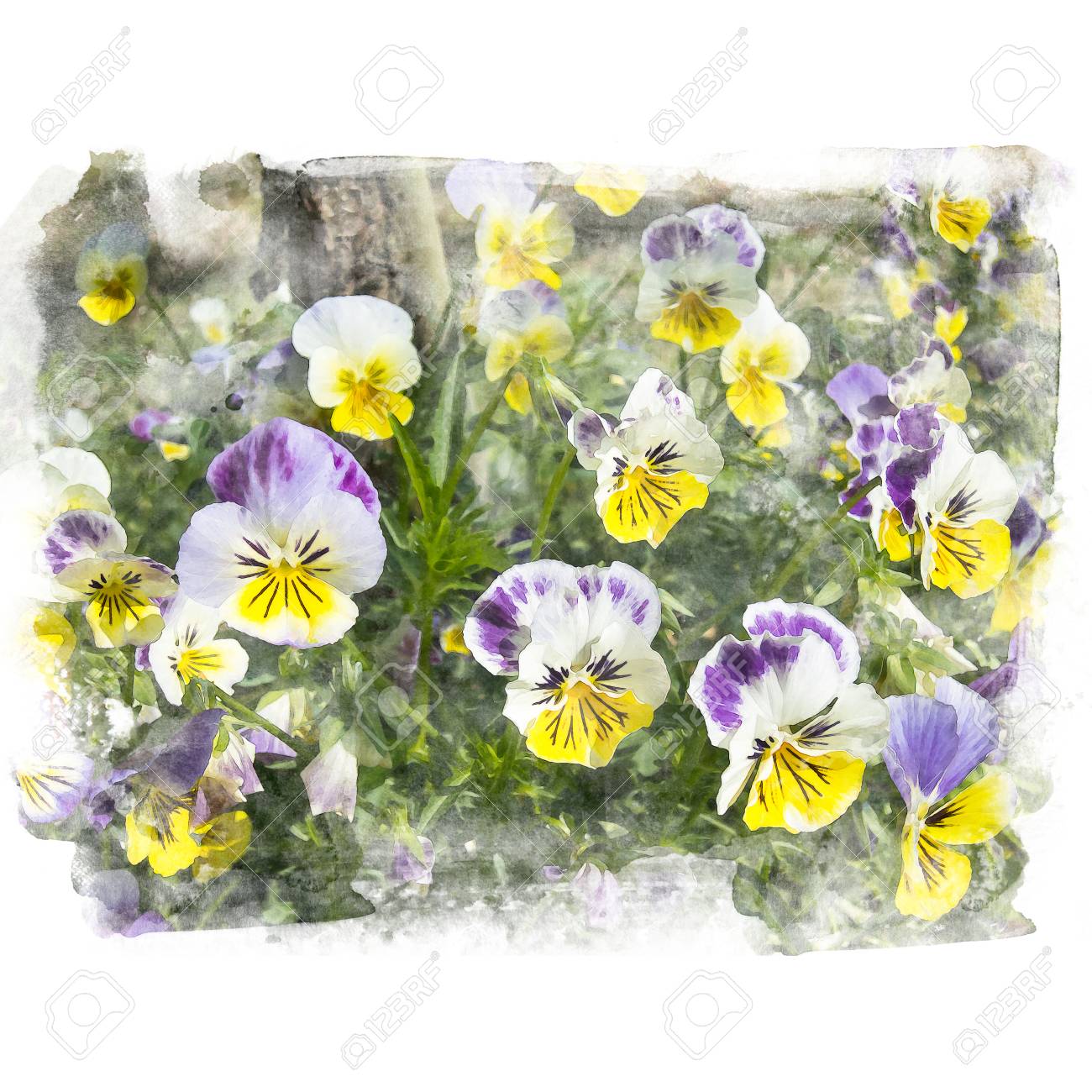 美しい黄色と紫の花のパンジー 水彩画 レタッチ の写真素材 画像素材 Image 6373
