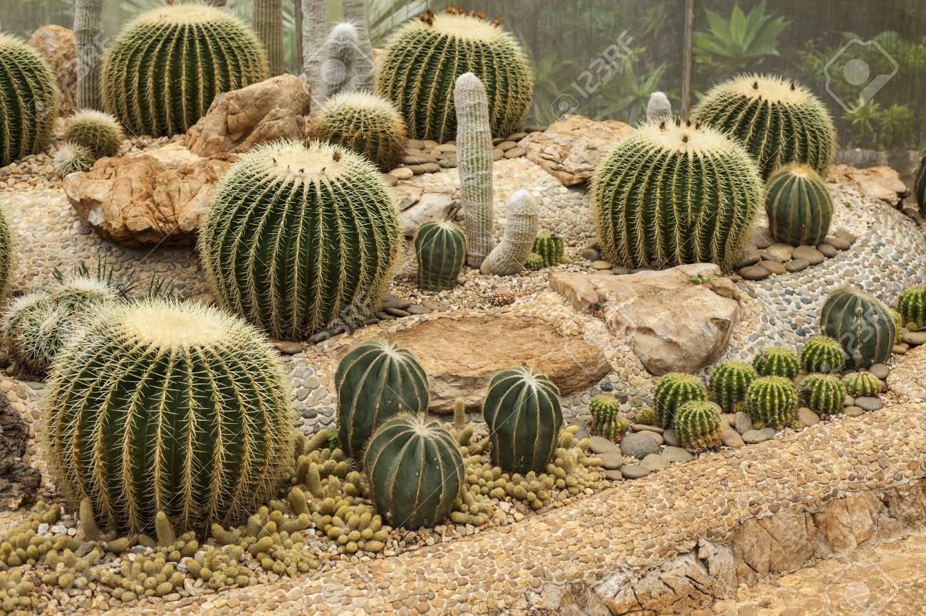 Cactus In Rock Garden