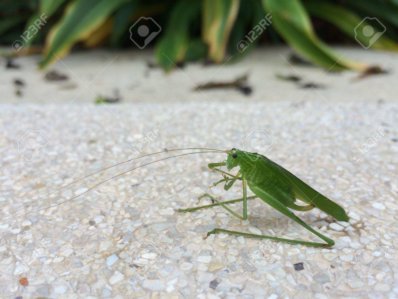 Green Glasshopper Stock Photo Picture And Royalty Free Image Image