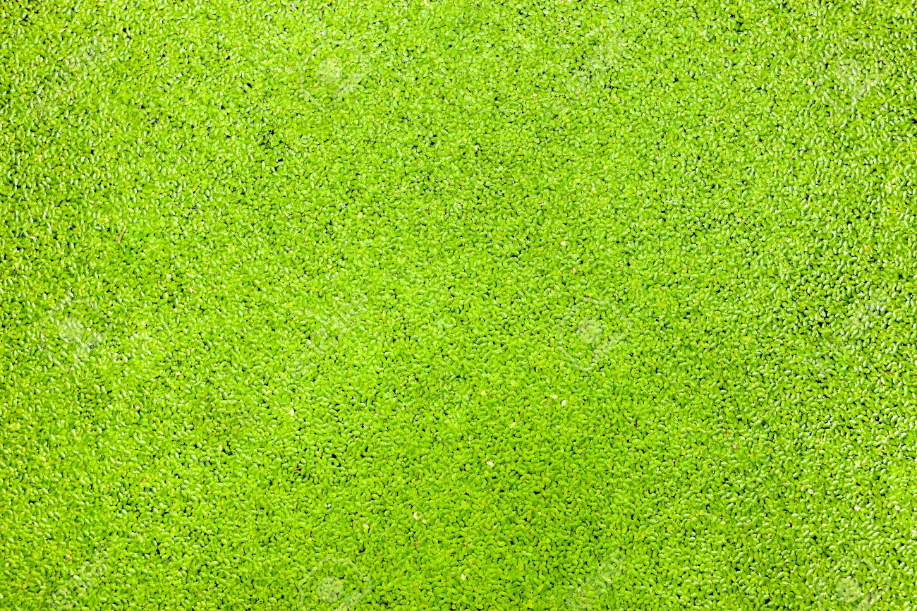 水生生物の中で緑の植物テクスチャ背景 の写真素材 画像素材 Image