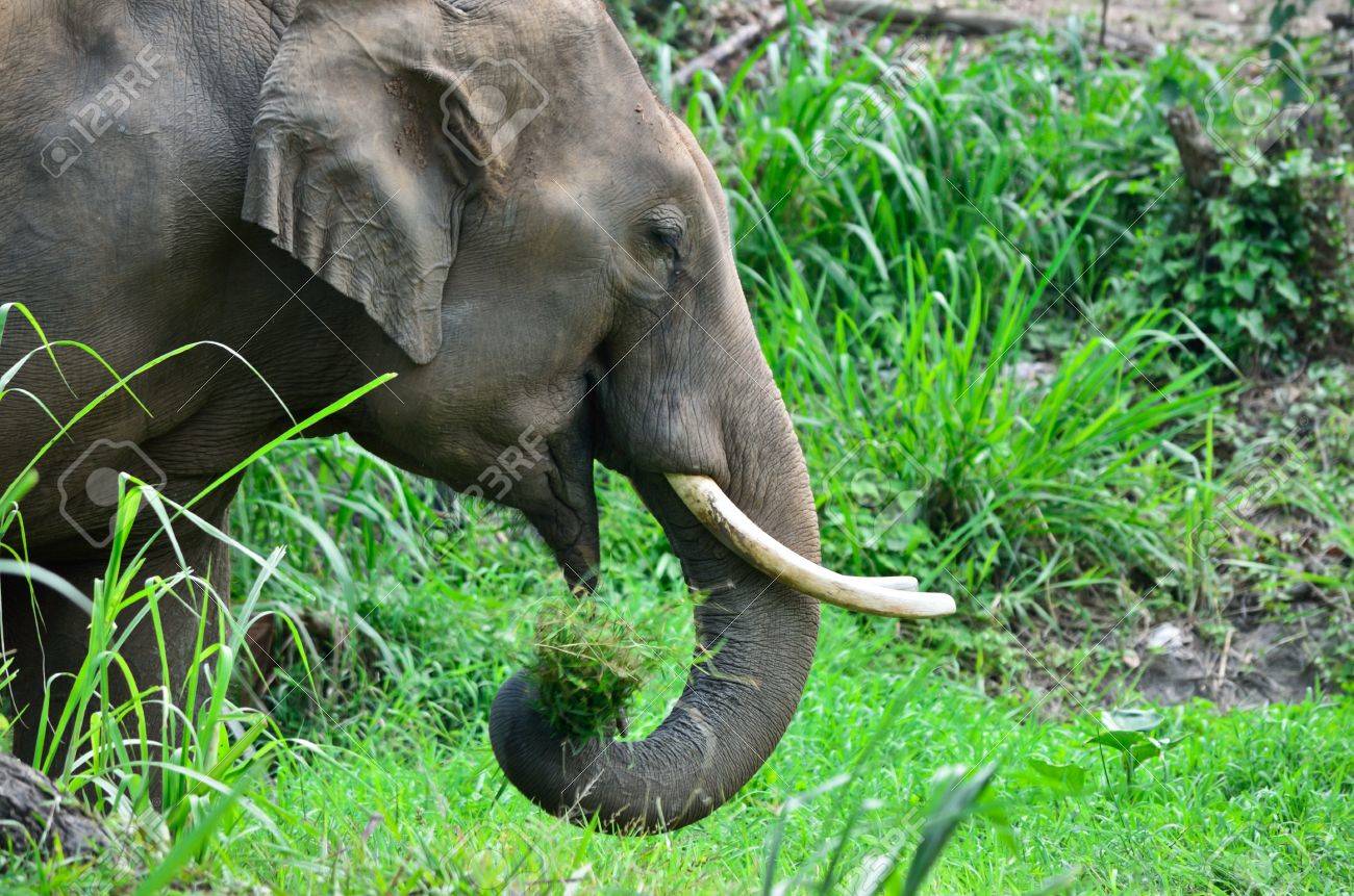 Asia Elephant Eating Grass In Forest Stock Photo, Picture and Royalty Free  Image. Image 13496269.