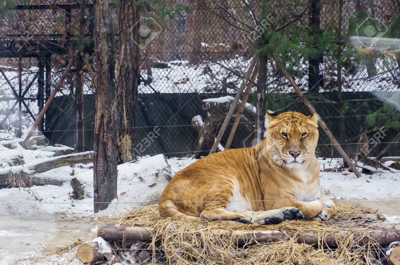 ライオンと虎の間混合品種 韓国の動物園でライガー 呼び出されます の写真素材 画像素材 Image 7659 ライオンと虎の間混合品種 韓国の動物園でライガー 呼び出されます の写真素材 画像素材 Image 7659