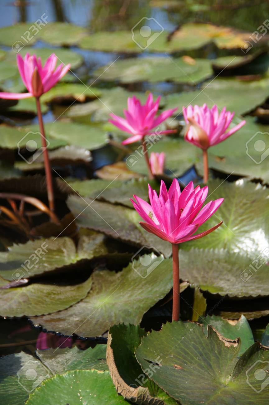 睡蓮花 ロータス 蓮の花 スイレン は インドの国花です 蓮の花は 仏の宗教で重要なシンボルです の写真素材 画像素材 Image