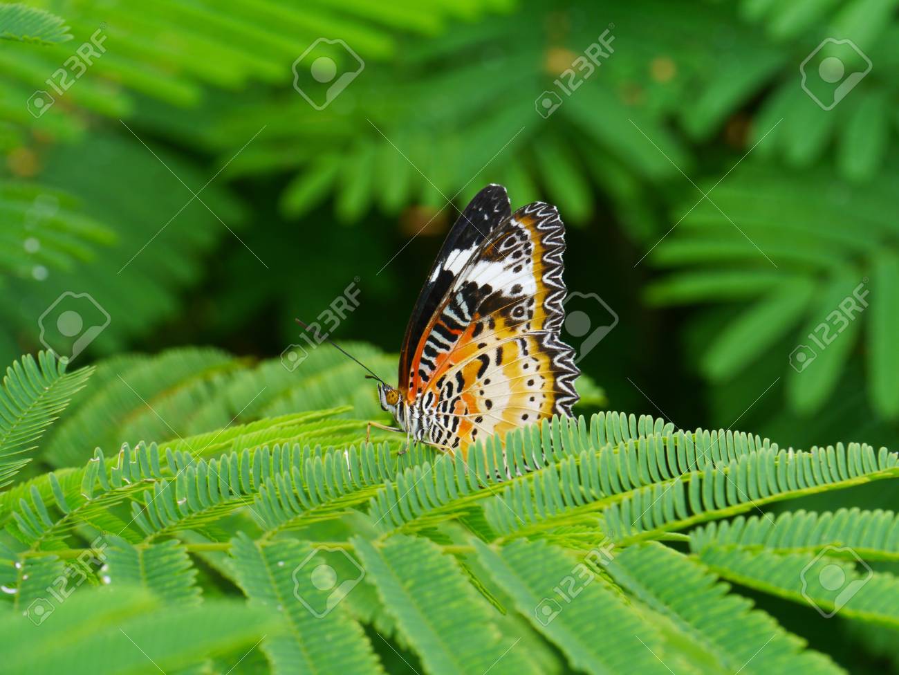 etiam-dictum-ipsum-a-felis