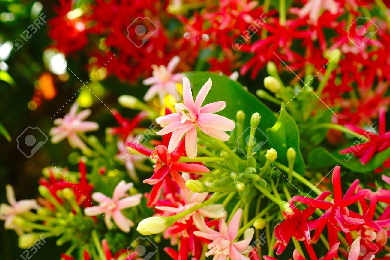 香りのよい花は ラングーン クリーパーの色を変更します の写真素材 画像素材 Image