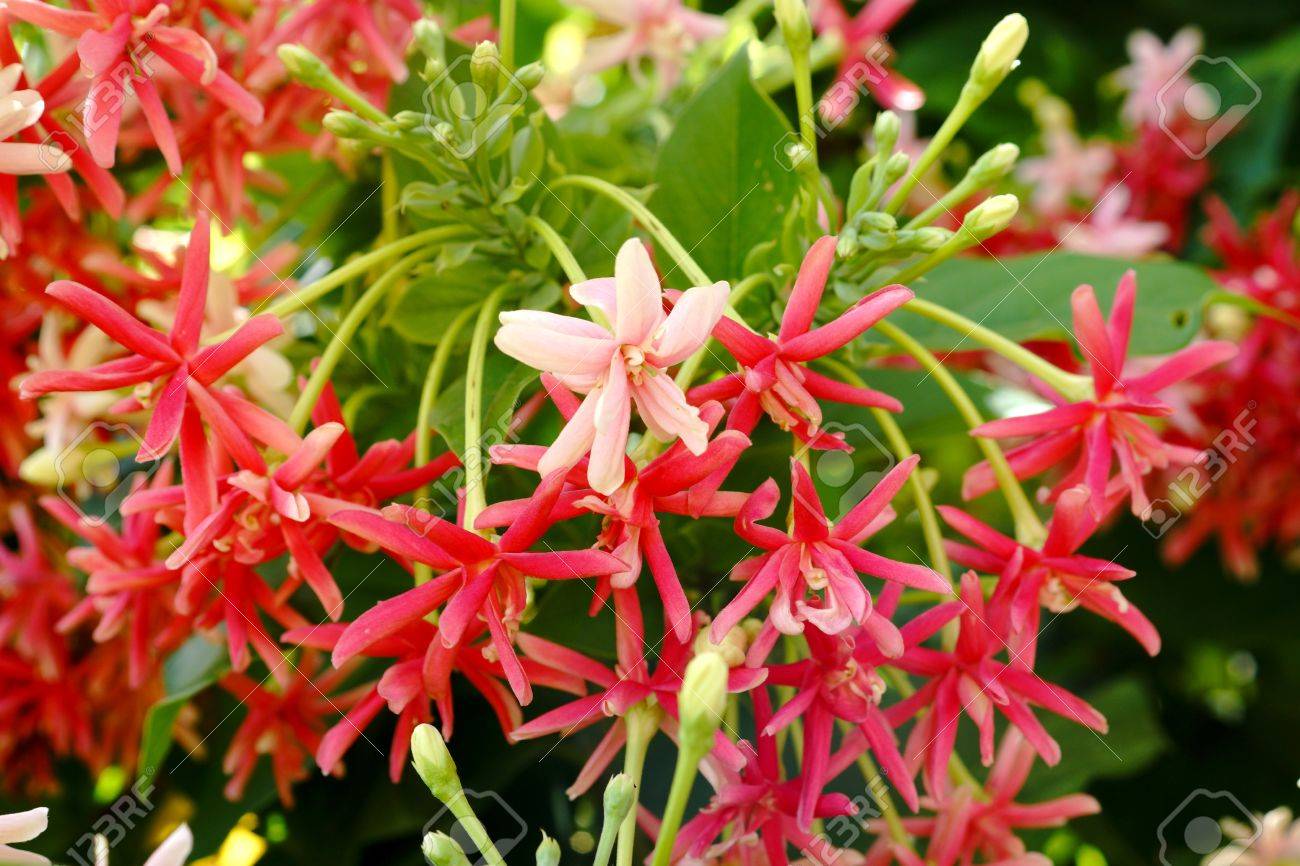 香りのよい花は ラングーン クリーパーの色を変更します の写真素材 画像素材 Image