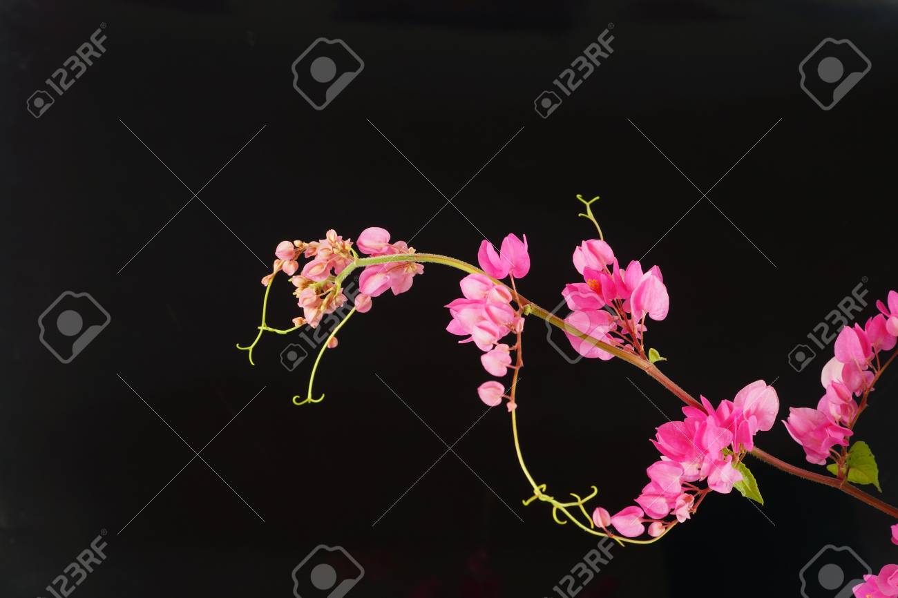 Fleur Rose Sur Un Fond Noir Vigne De Corail Mexicain Plante Grimpante Chaîne De Lamour