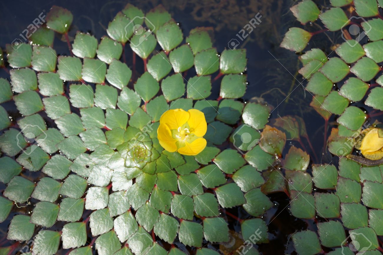 Water Chestnut Plant Flower, Help Prevent Water Chestnut On Lake Hopatcong : Same day delivery available on our wide selection of flowers.