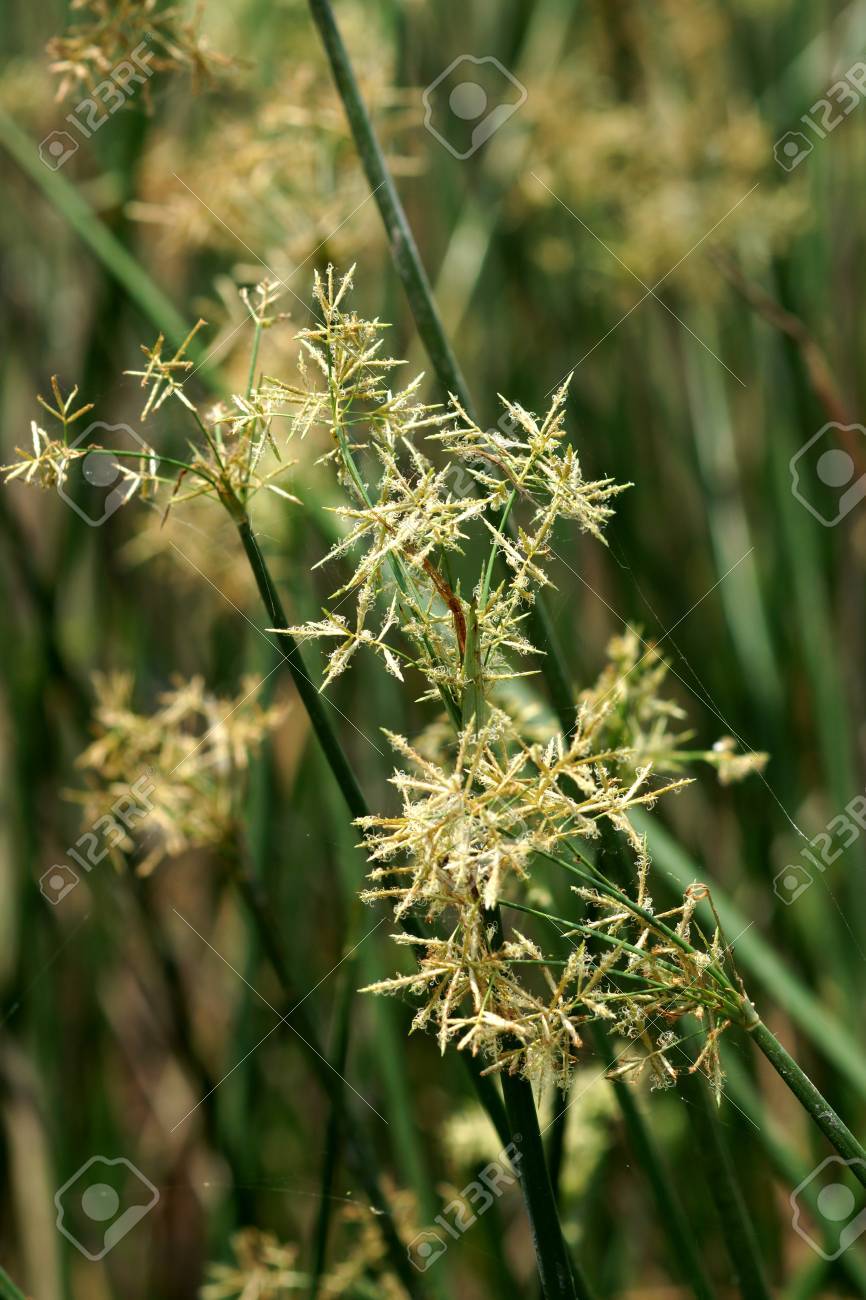 スゲの花 カヤツリグサ オオヘビガイ の写真素材 画像素材 Image