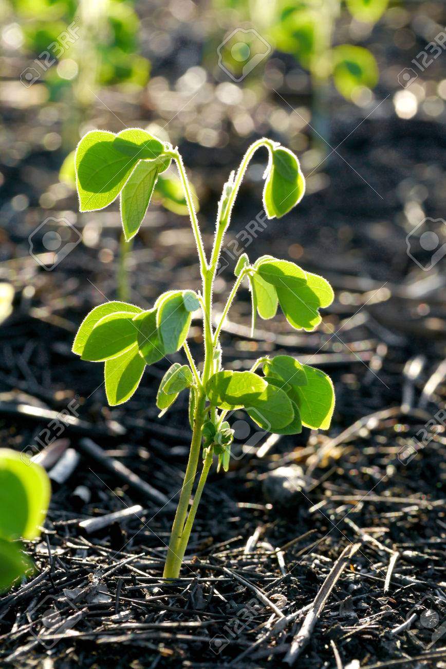 https://previews.123rf.com/images/noppharat/noppharat1404/noppharat140400448/27623316-green-sprout-growing-from-seed-samanea-saman-jacq.jpg