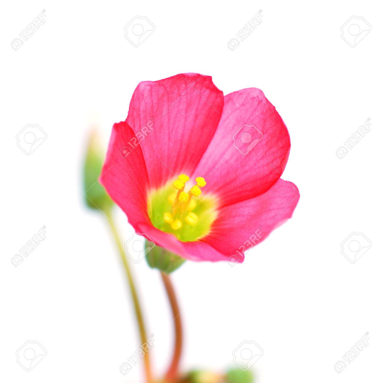 カタバミの鉄の十字の花 ラッキー クローバー の写真素材 画像素材 Image