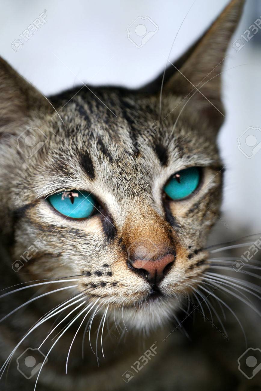 ベンガル猫の青い目は の写真素材 画像素材 Image ベンガル猫の青い目は の写真素材 画像素材 Image