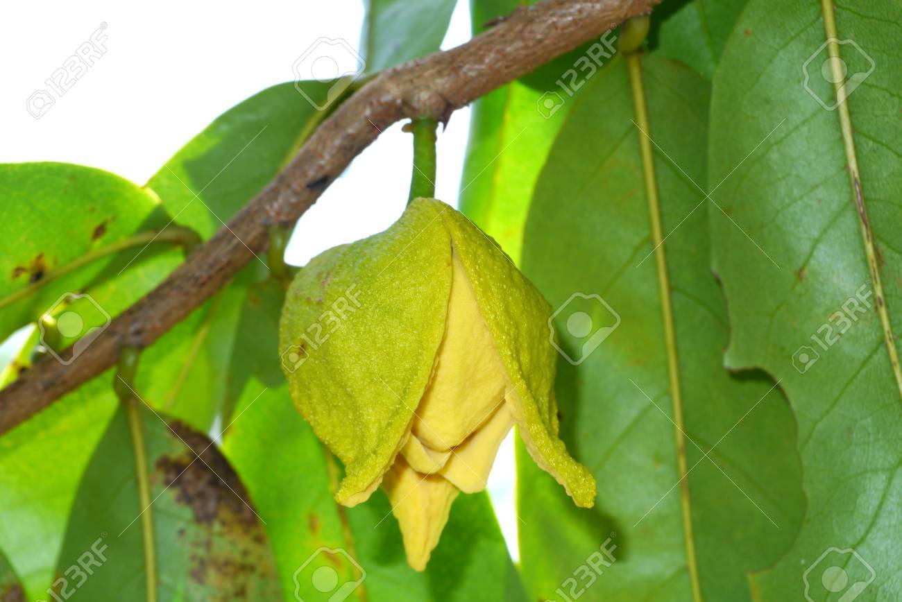 86+ Gambar Akar Durian Belanda Paling Hist 86+ Gambar Akar Durian Belanda Paling Hist